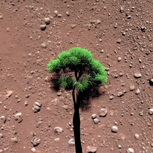 Image similar to footage of a small tree in the middle of mars.