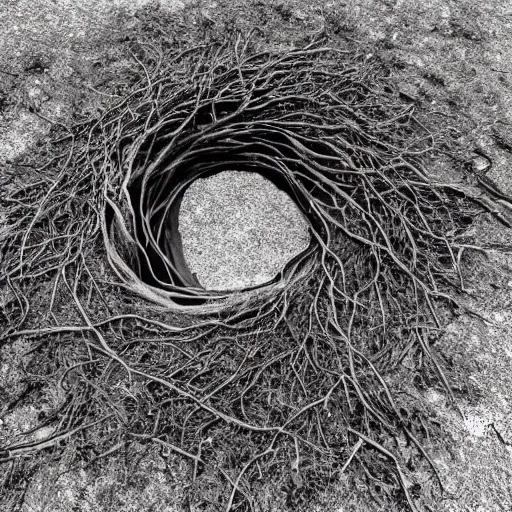 Image similar to roots winding in a circle