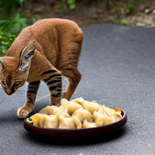 Image similar to Caracal cat eats dumplings