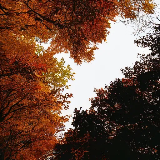 Image similar to all the leaves are brown, and the sky is gray