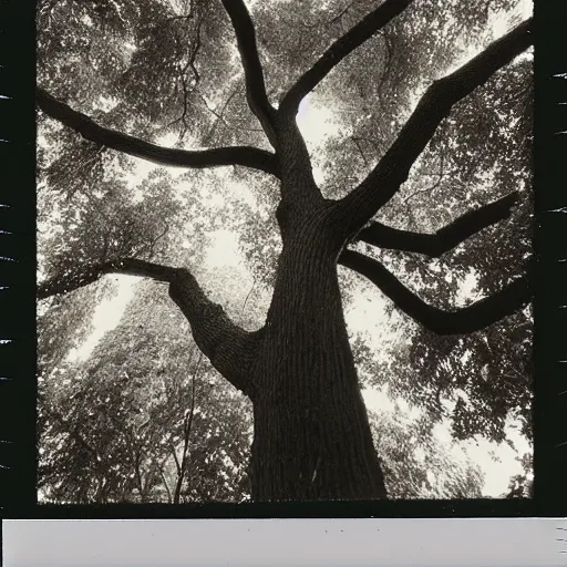 Image similar to 1960s art of tree in magic forest, polaroid, kodak, film grain