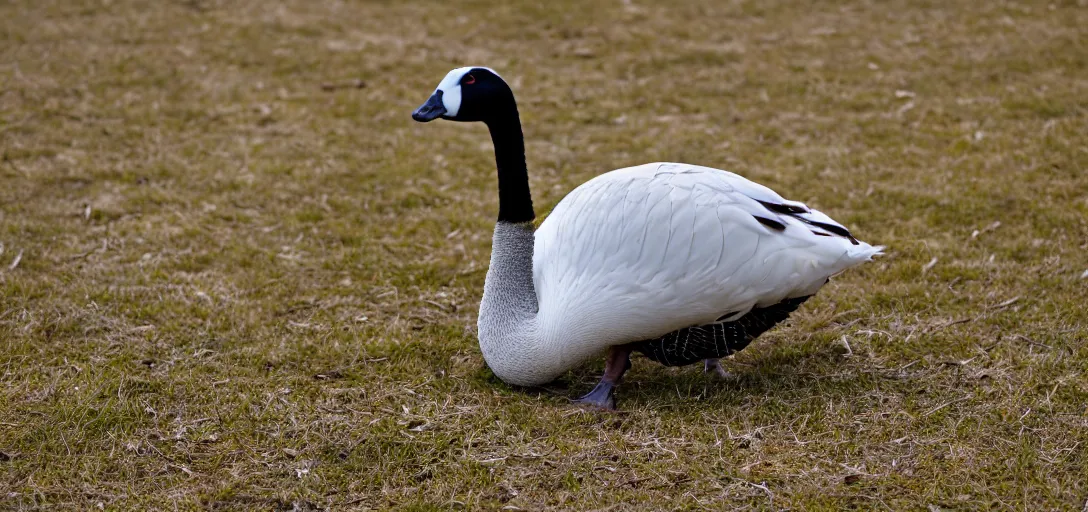 Prompt: wide angle shot of a goose. 8 k photography, depth of field, canon dslr