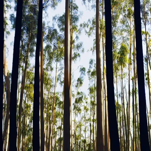 Image similar to long exposure photograph of eucalyptus trees, strong wind, back light, dslr, photographed by uta barth