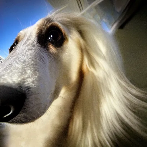 Image similar to fisheye lens photo of a borzoi