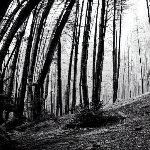 Prompt: black and white photo of an indycar driving in a forest