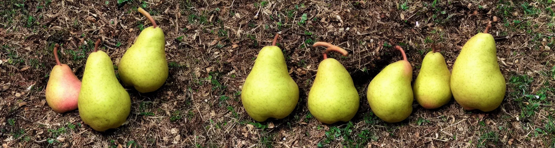 Image similar to a hybrid combination of a hog and a pear, cute, nature photo