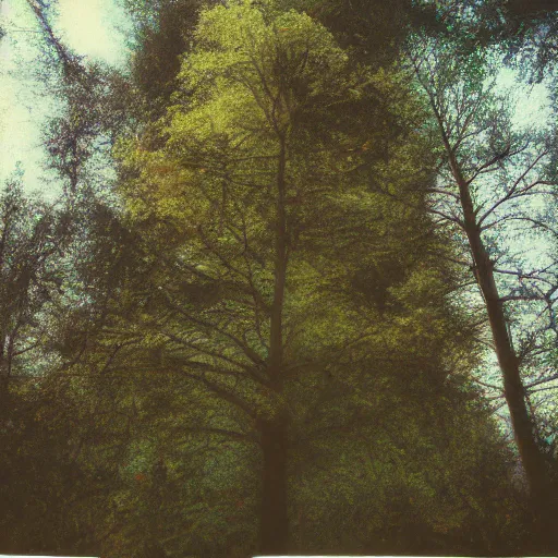 Prompt: photo of a tree on a forest landscape, disposable camera,