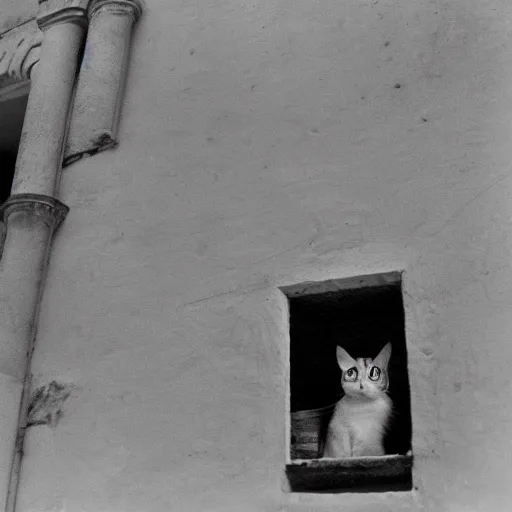 Image similar to a cat watching a bird, photograph by henri cartier bresson