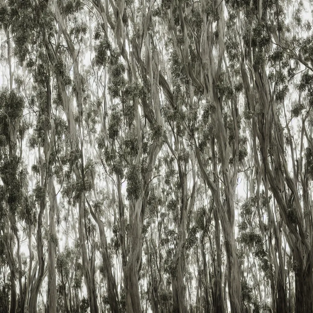 Prompt: long exposure photograph of eucalyptus trees, strong wind, back light, dslr, photographed by julie blackmon