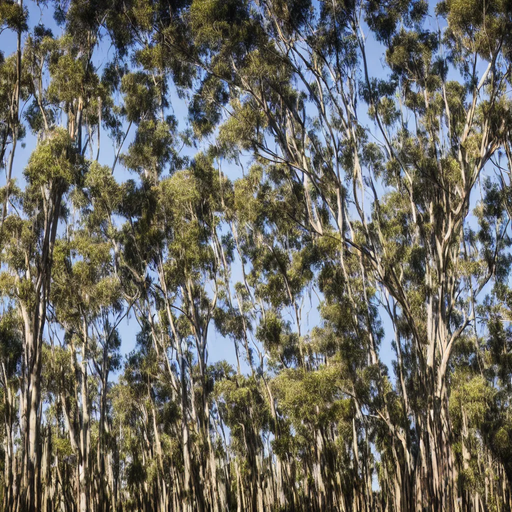 Image similar to long exposure photograph of eucalyptus trees, strong wind, back light, sony ar 7 ii, photographed by julie blackmon