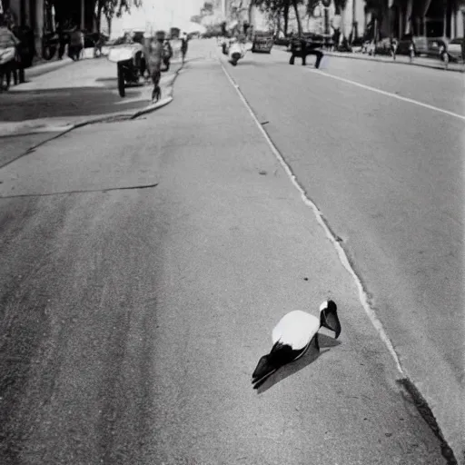 Prompt: vintage photo of a dodo bird crossing the street