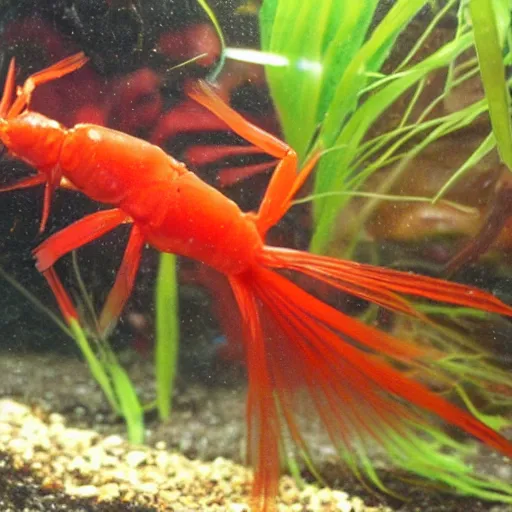 Prompt: red cherry shrimp aquarium