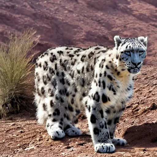 Prompt: a snow leopard in the desert