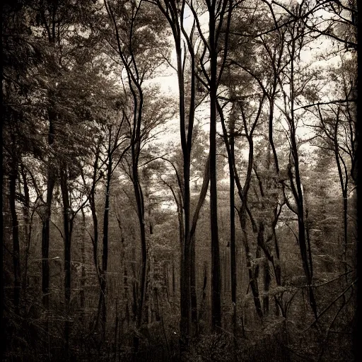 Prompt: a dark forest somewhere in usa, old forgotten photo