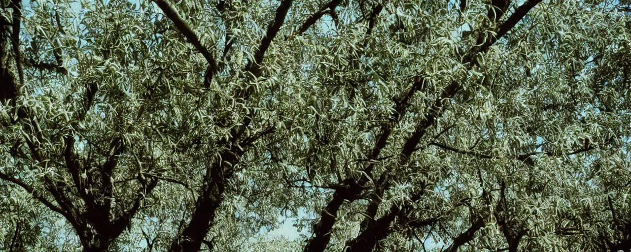 Prompt: wide angle photo of spaghetti growing in an tree orchard, canon 5 0 mm, cinematic lighting, photography, film, retro, kodachrome