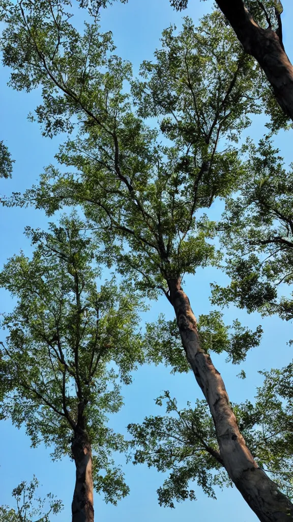 Image similar to beautiful sky tree park view with lost of trees