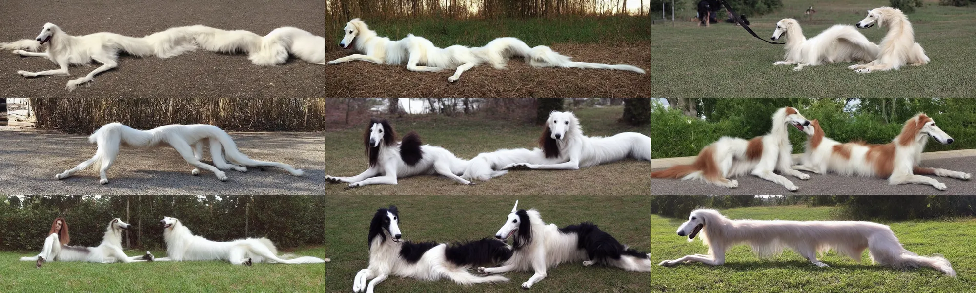 Prompt: “ an extremely long borzoi dog, extremely long ”