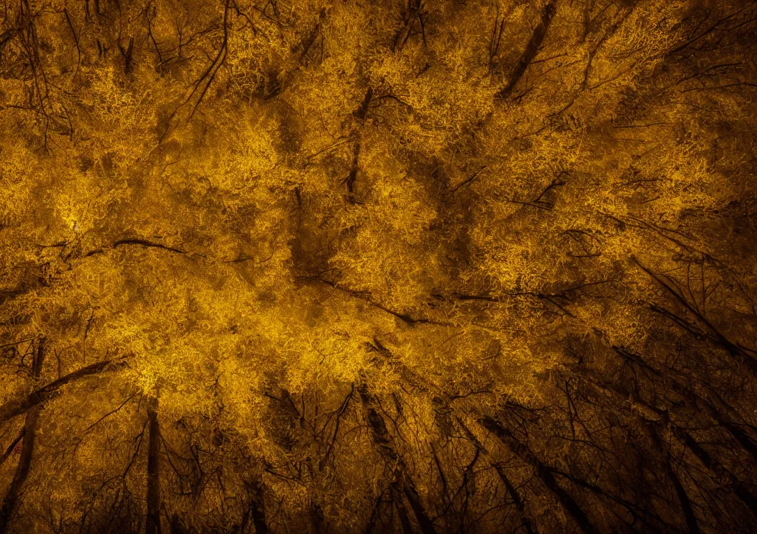 Image similar to a golden tree in a dark forest, detailed photography, dennis velleneuve, vivid colors, ultra realistic, 8 k, photography