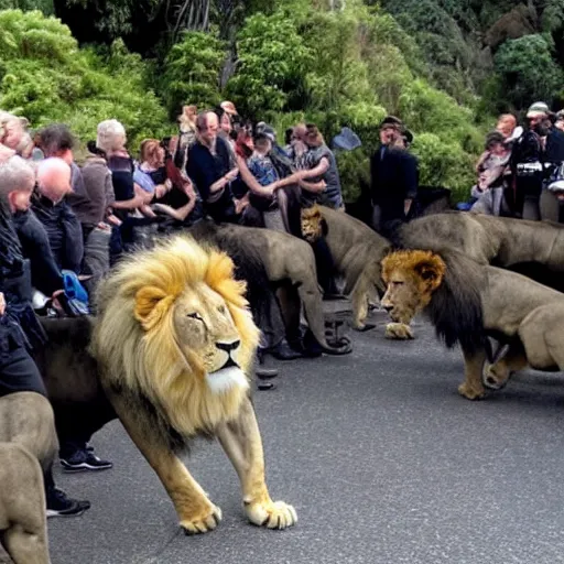 Prompt: New Zealand freedom protesters encounter a pride of lions. News footage.