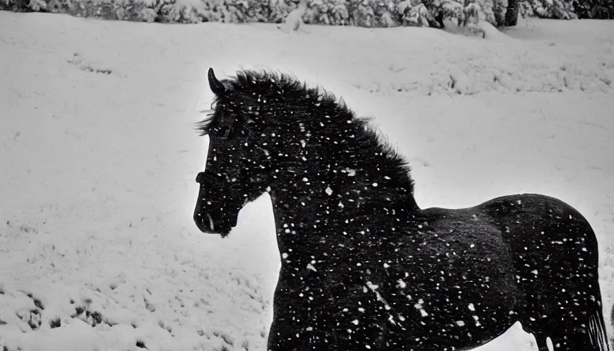 Image similar to 1 9 6 0 s movie still close up of marcus aurelius + horse frozen to death under the snown by the side of a river with gravel, pine forests, cinestill 8 0 0 t 3 5 mm b & w, high quality, heavy grain, high detail, texture, dramatic light, anamorphic, hyperrealistic, detailed hair, foggy