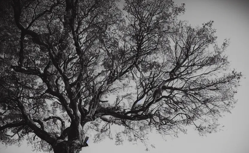 Image similar to a very pretty tree, 35mm,Epic,cinematic