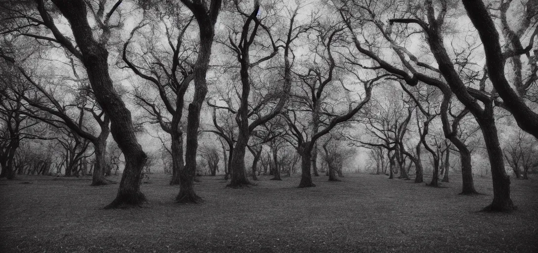 Prompt: trees of oak, pinhole analogue photo quality, monochrome, blur, unfocus, 35mm