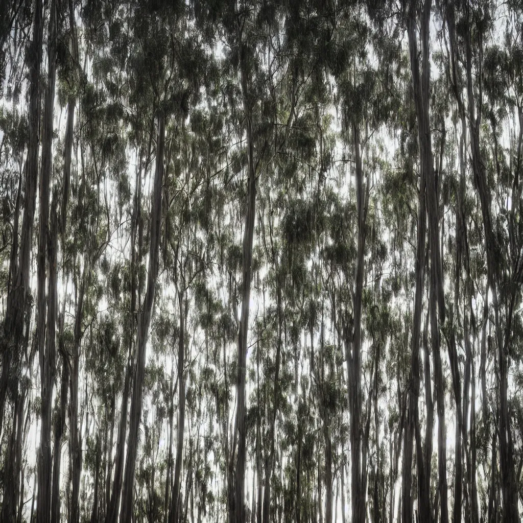 Image similar to long exposure photograph of eucalyptus trees, strong wind, back light, dslr, photographed by julie blackmon