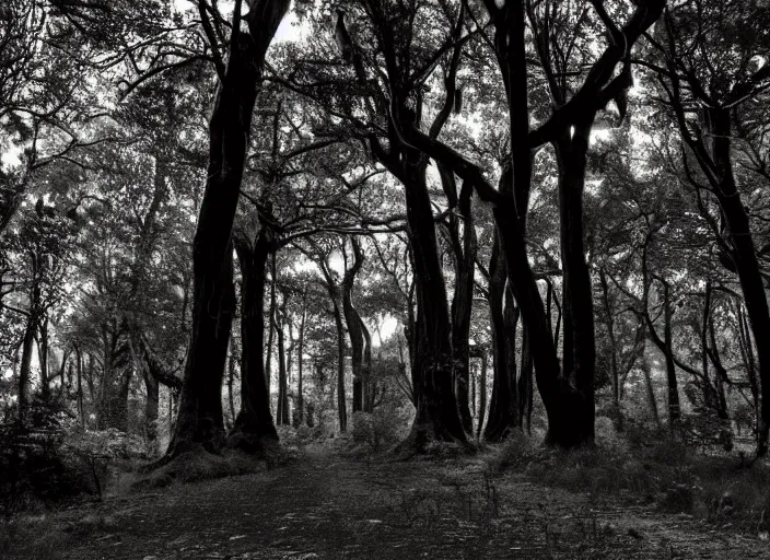 Image similar to forest path, ancient trees, shrew - silhouettes, shadowed, overgrown, hiding - treasure - hiding, serene evening atmosphere, color noir