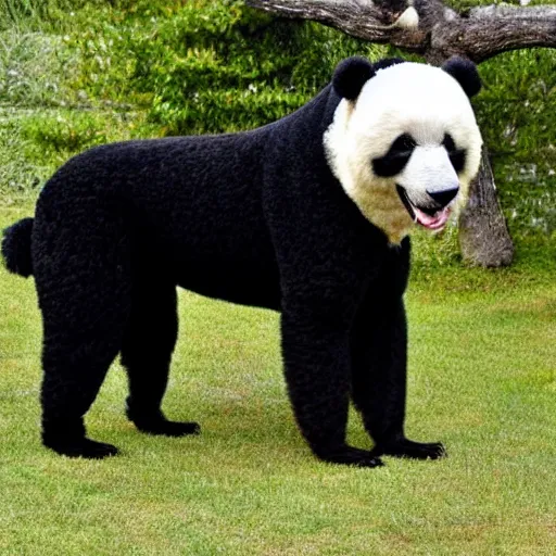 Image similar to a photo of a black poodle dog next to a panda,