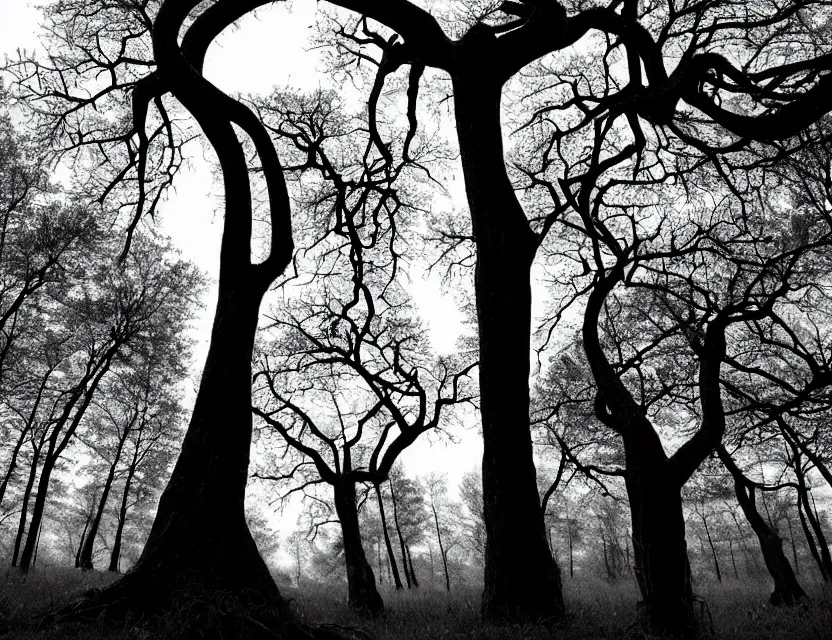 Image similar to a bent tree in the spooky woods, in the style of tim burton