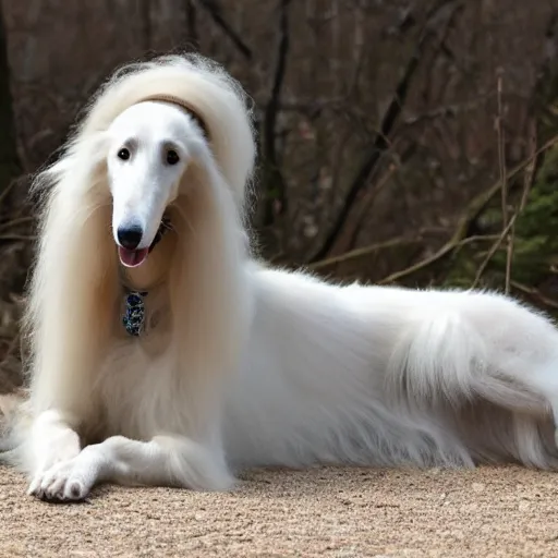 borzoi ☆ (@houndspo) / X