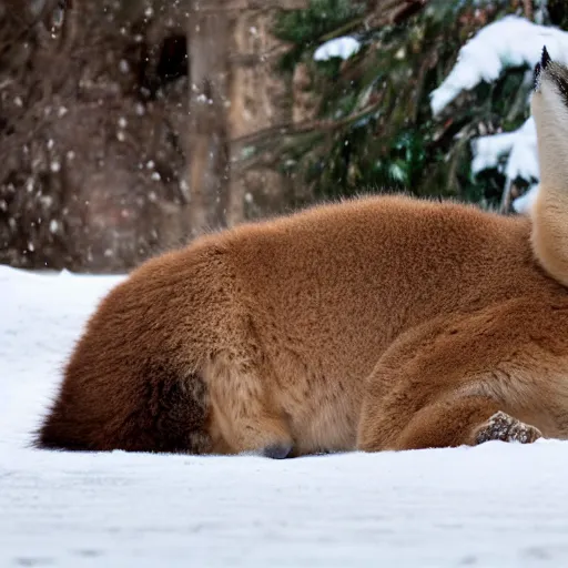 Image similar to fullbody photo still of sleepy fat chubby caracal, lying sleeping on snowy ice, big stomach, fullbody, sunny winter day