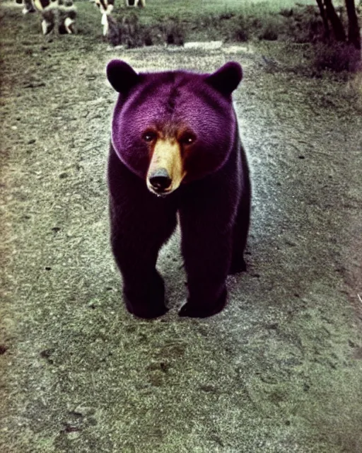 Image similar to a fantastic animal, a mix of a bear and a cat, with purple fur, realistic photo, 1970s