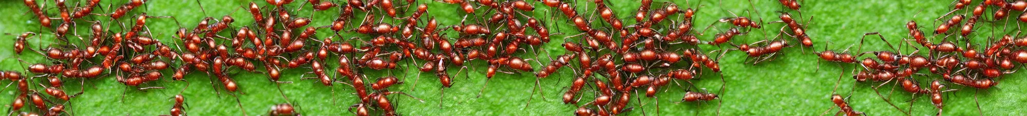 Image similar to ants carrying leaves