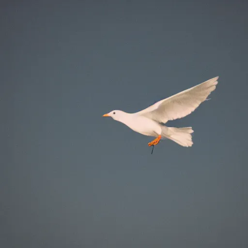 Image similar to the back of a bird flying, a plane arriving toward