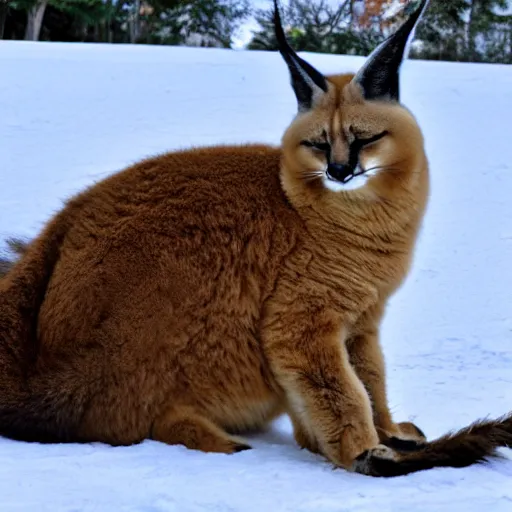 Image similar to photo still of drunk sleepy fat chubby caracal, lying sleeping on snow, big stomach, fullbody, sunny winter day