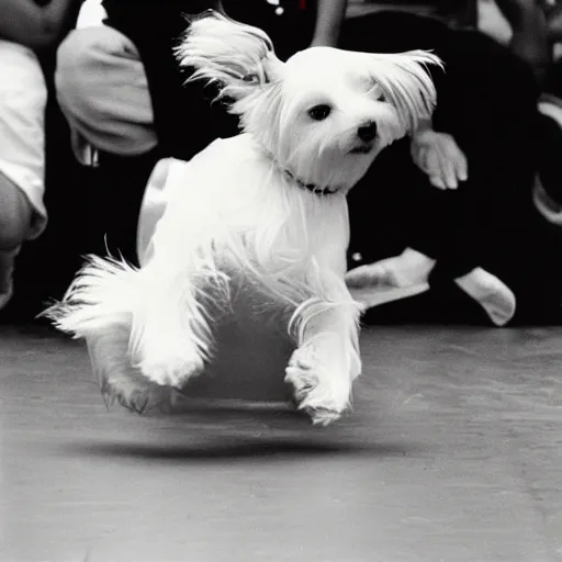 Prompt: “a cream-colored havanese dog in a break dancing contest, 1988, Los Angeles, Kodachrome, 10 mm, photo”