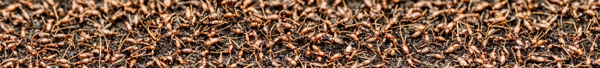 Image similar to singlefile line of ants carrying leaves