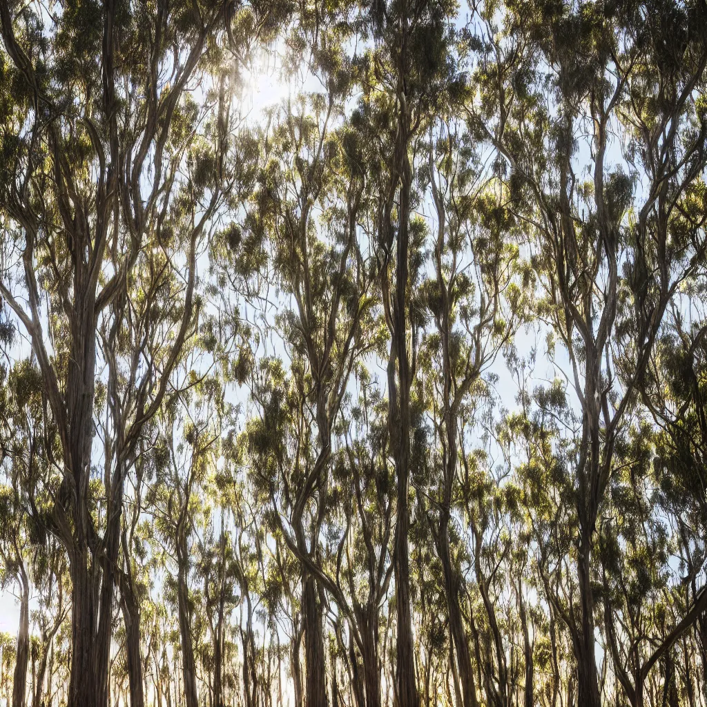 Image similar to long exposure photograph of eucalyptus trees, strong wind, back light, sony ar 7 ii, photographed by julie blackmon