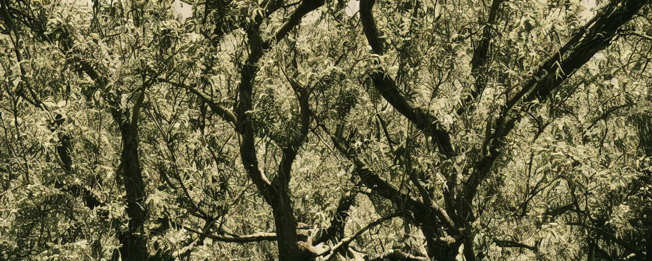 Image similar to wide angle photo of spaghetti growing in an tree orchard, canon 5 0 mm, cinematic lighting, photography, film, retro, kodachrome