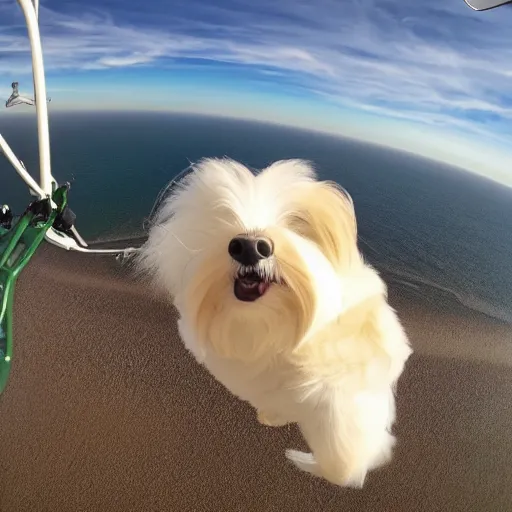 Image similar to a cream-colored havanese hang gliding, gopro photo, 4k