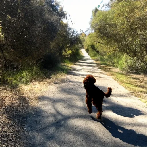 Prompt: golden doodle running in topanga canyon