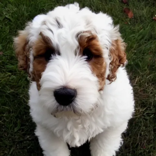 Image similar to Bernedoodle puppy with huge eyes