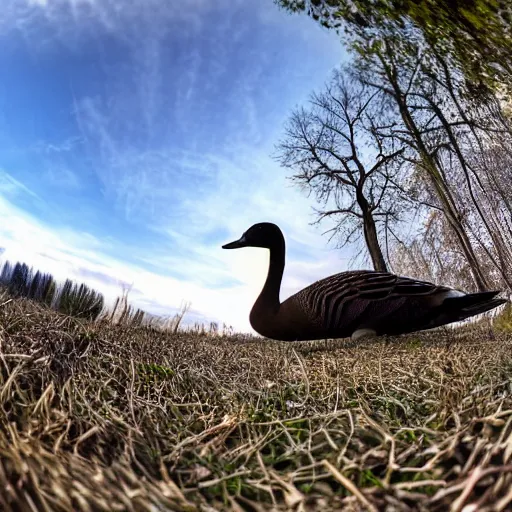 Image similar to goose with its beak right into the camera outdoors, fish eye lens photo, ultra wide angle