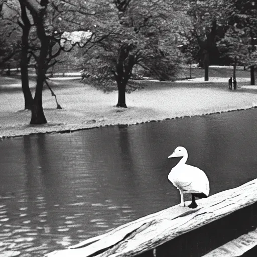 Prompt: Peder Falk Colombo looking at a goose in Central Park, still from 90s TV