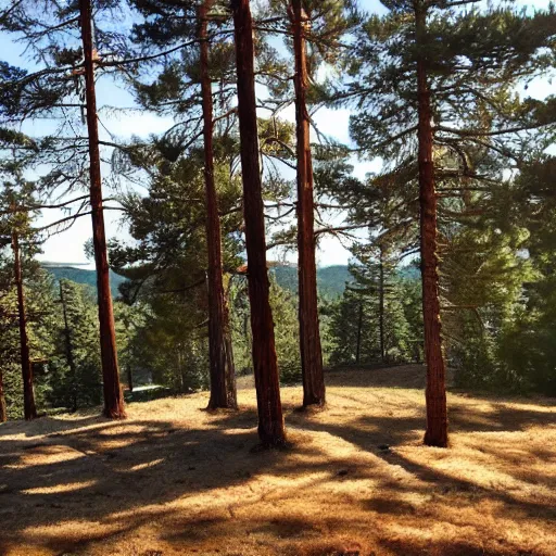 Prompt: blue sky over summer pines in Mediterranean hills, bathed in molasses coloured light