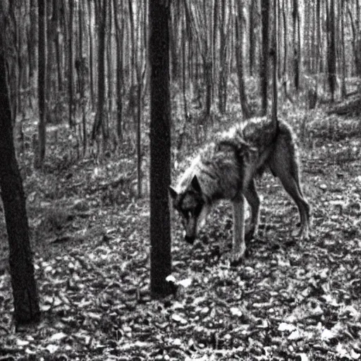 Image similar to giant wolf in blair witch project
