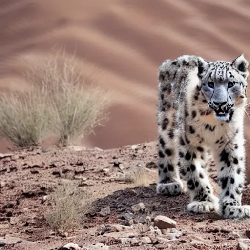 Image similar to a snow leopard in the desert