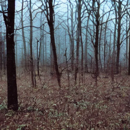 Image similar to 1 9 9 0 s faded vhs tape still, empty forest with dead trees, cloudy day, creepy