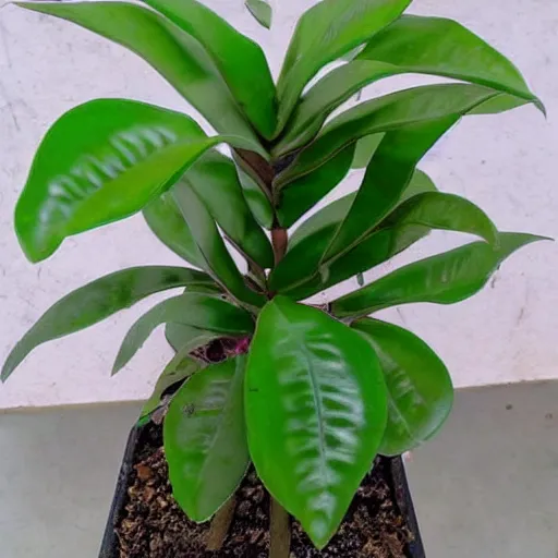 Image similar to Zamioculcas zamiifolia